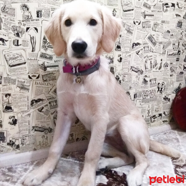 Golden Retriever, Köpek  Angel fotoğrafı