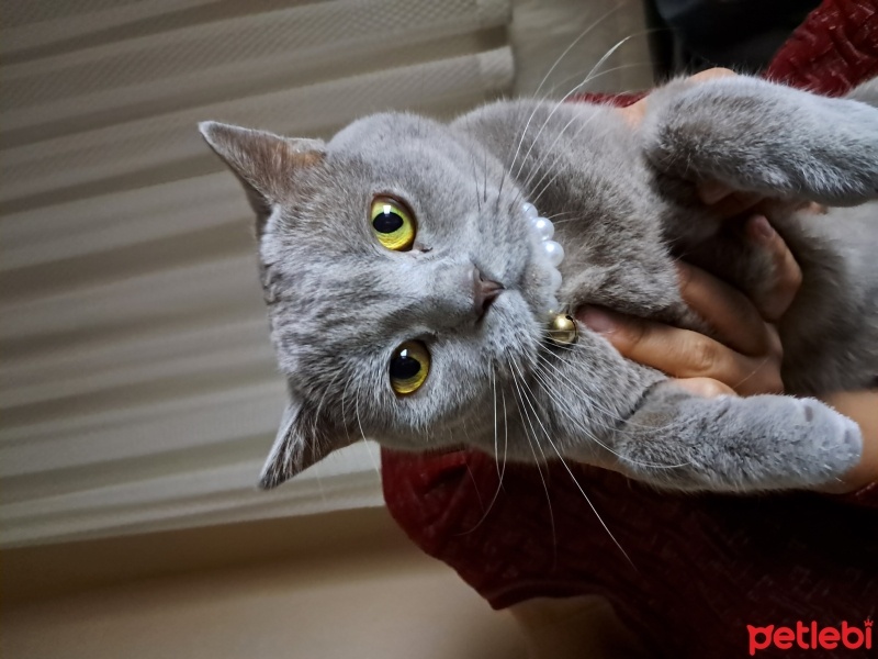 British Shorthair, Kedi  inci fotoğrafı