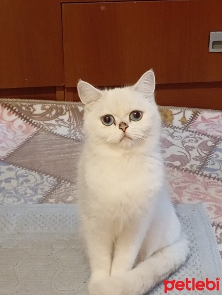 British Shorthair, Kedi  Mia fotoğrafı