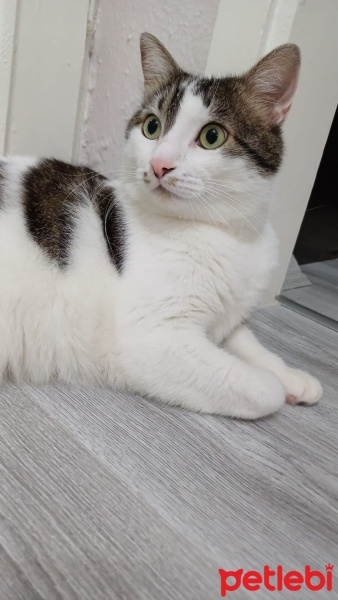 Tekir Kedi, Kedi  reçel fotoğrafı