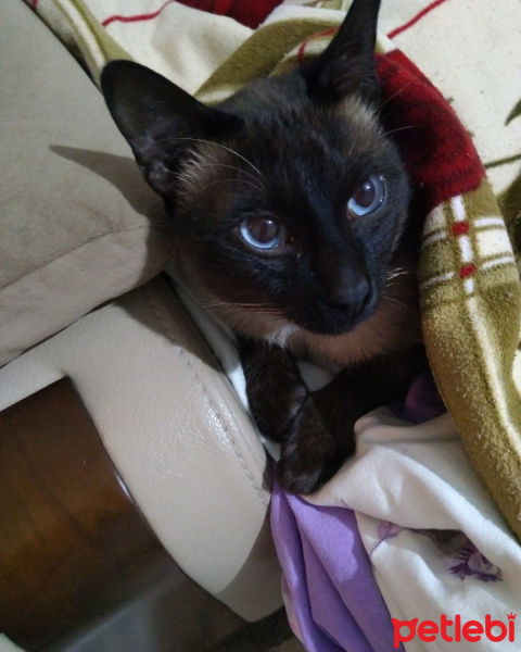 Siyam Kedisi, Kedi  Shot fotoğrafı