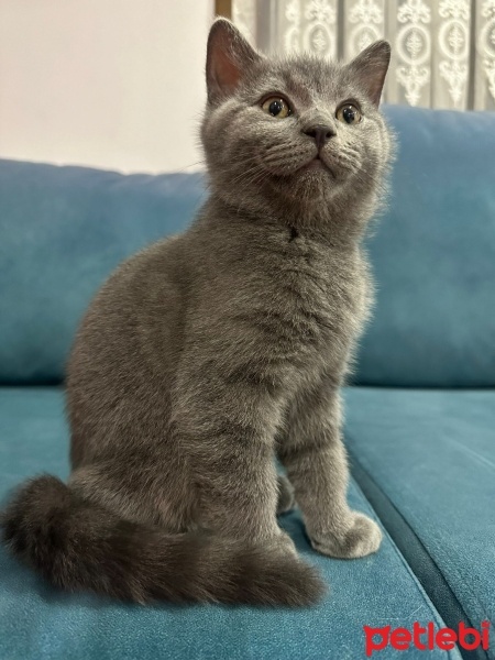 British Shorthair, Kedi  Venüs fotoğrafı