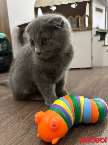 British Shorthair, Kedi  Venüs fotoğrafı