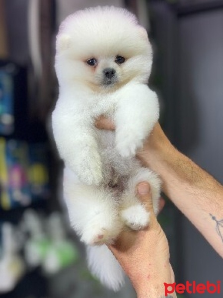 Pomeranyalı, Köpek  POMERANİAN BOO YAVRUMUZ fotoğrafı