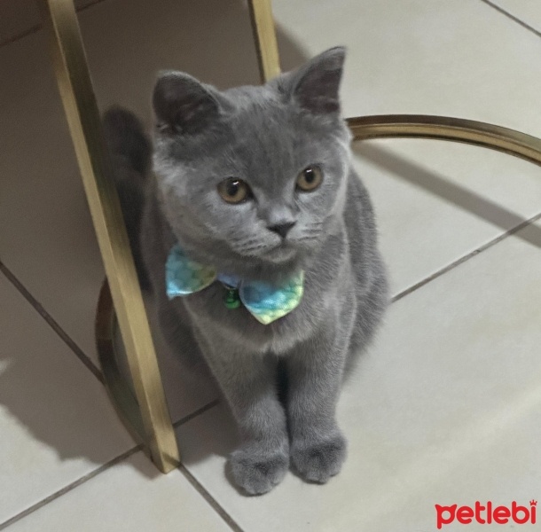British Shorthair, Kedi  Yıldız fotoğrafı