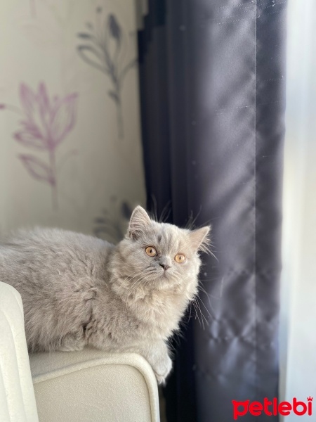 British Longhair, Kedi  Maya fotoğrafı