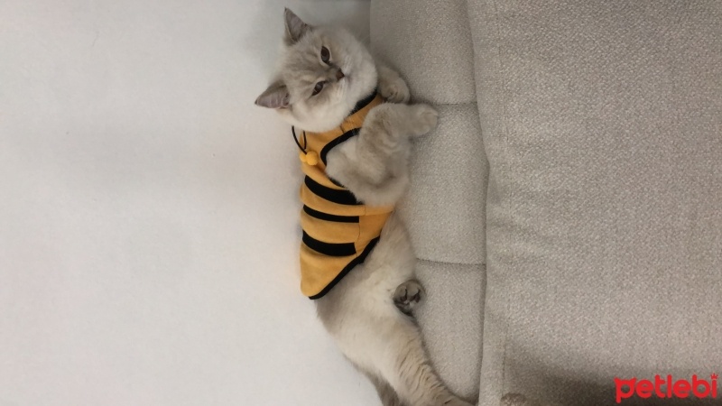 British Shorthair, Kedi  BULUT fotoğrafı