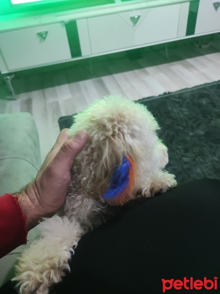 Poodle (Minyatür Kaniş), Köpek  Tarçın fotoğrafı