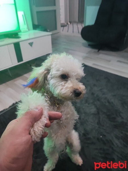 Poodle (Minyatür Kaniş), Köpek  Tarçın fotoğrafı