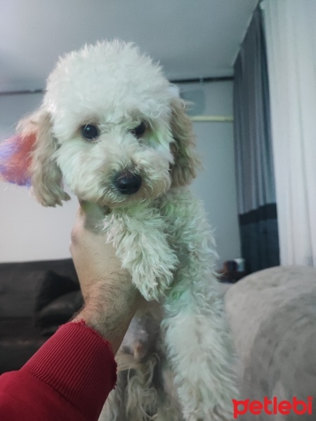 Poodle (Minyatür Kaniş), Köpek  Tarçın fotoğrafı