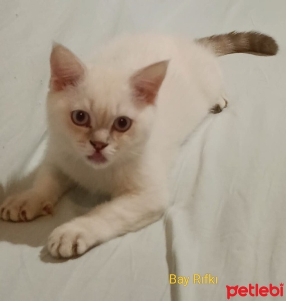 British Shorthair, Kedi  Rıfkı fotoğrafı
