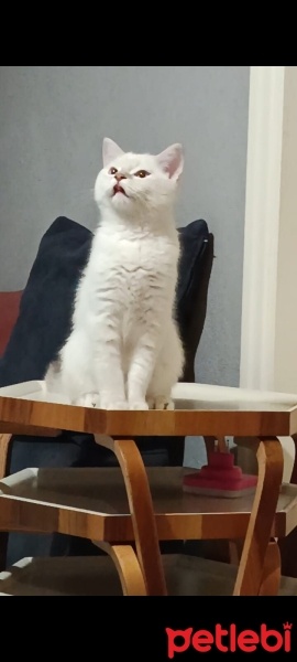 British Shorthair, Kedi  Rıfkı fotoğrafı