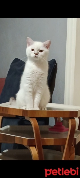 British Shorthair, Kedi  Rıfkı fotoğrafı