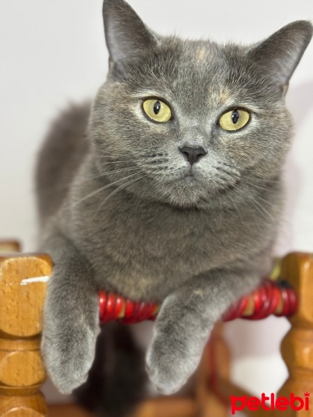 British Shorthair, Kedi  Gölge fotoğrafı