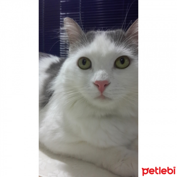 Soke, Kedi  Prof fotoğrafı