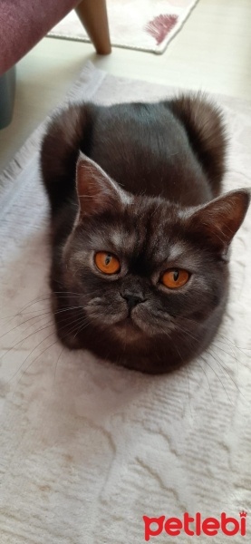 British Shorthair, Kedi  Şeker fotoğrafı