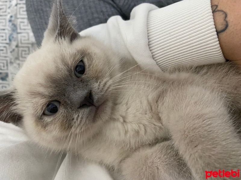 British Shorthair, Kedi  Loki fotoğrafı