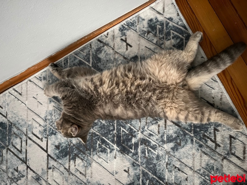 British Shorthair, Kedi  Badem fotoğrafı