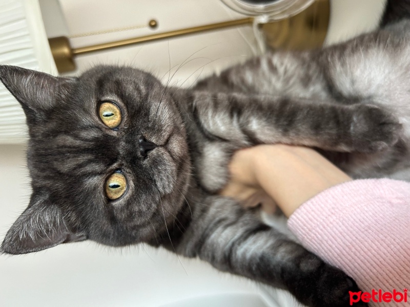 British Shorthair, Kedi  Gandalf fotoğrafı