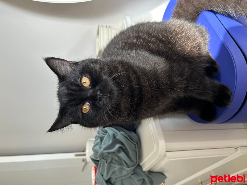 British Shorthair, Kedi  Sirius fotoğrafı