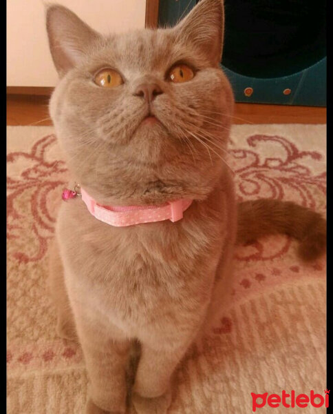 British Shorthair, Kedi  Peri fotoğrafı