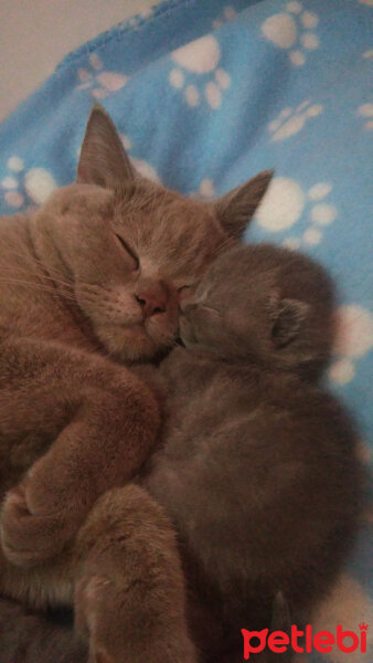 British Shorthair, Kedi  Peri fotoğrafı