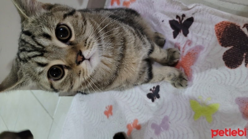 British Shorthair, Kedi  Zeytin fotoğrafı
