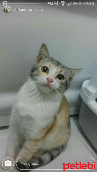 Abyssinian, Kedi  İrma fotoğrafı