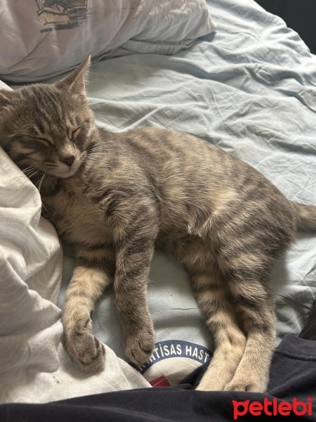 Tekir Kedi, Kedi  Minik fotoğrafı