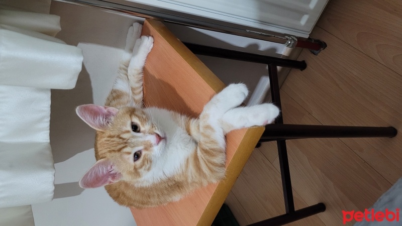 Sarman, Kedi  Tarçin fotoğrafı