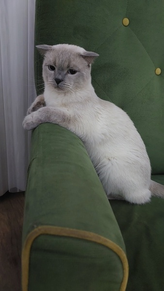 Scottish Fold, Kedi  Bulut fotoğrafı