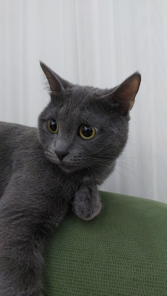 British Shorthair, Kedi  Gece fotoğrafı