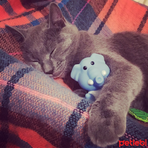 Korat, Kedi  Duman Ateş fotoğrafı