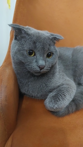 Scottish Fold, Kedi  Leo fotoğrafı