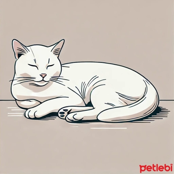 Van Kedisi, Kedi  Pamuk fotoğrafı