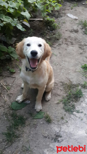 Golden Retriever, Köpek  Ares fotoğrafı