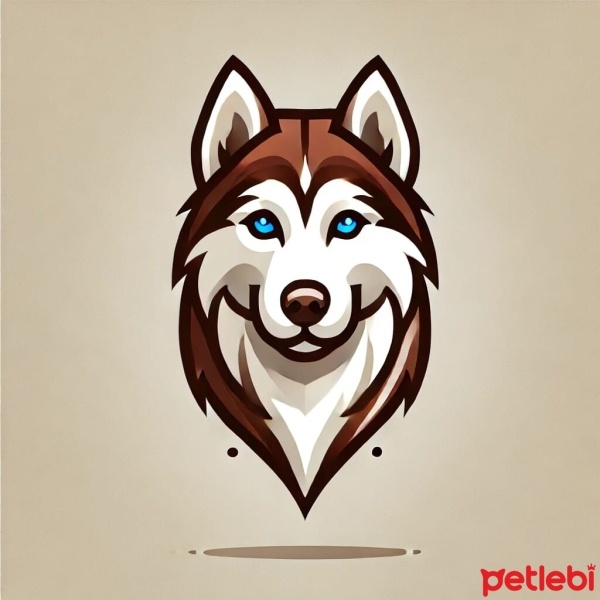 Sibirya Kurdu (Husky), Köpek  Cango fotoğrafı