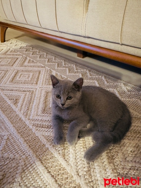 British Shorthair, Kedi  Lucky fotoğrafı
