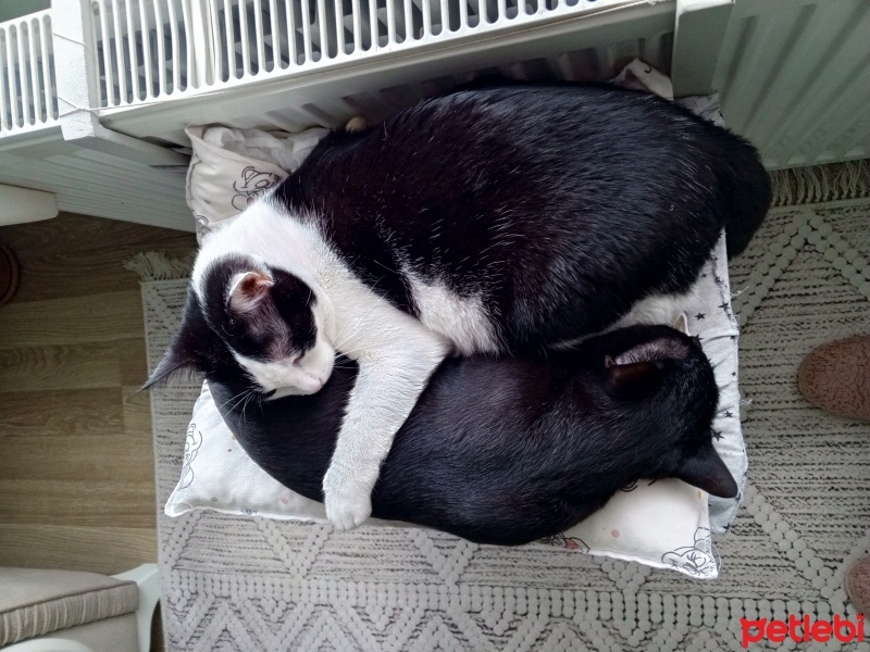Tuxedo (Smokin) Kedi, Kedi  KARAMUT fotoğrafı