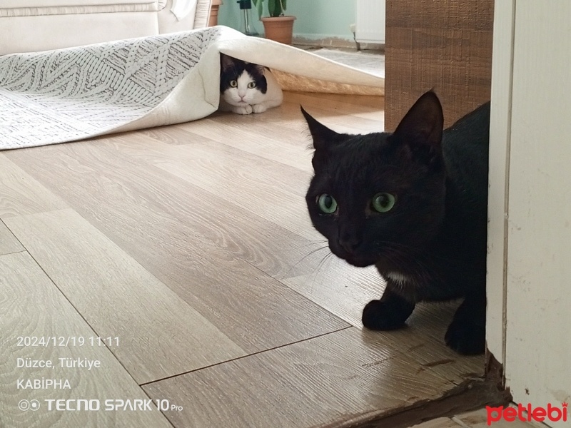 Tuxedo (Smokin) Kedi, Kedi  KARAMUT fotoğrafı