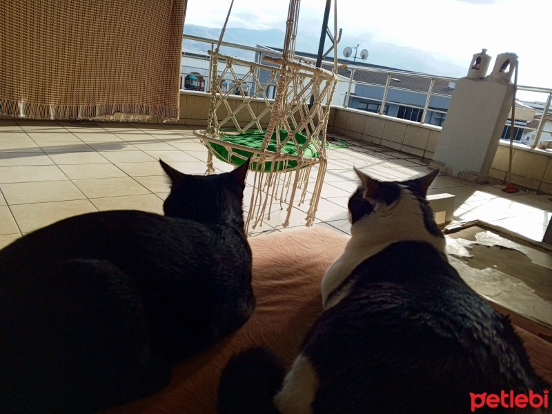 Tuxedo (Smokin) Kedi, Kedi  KARAMUT fotoğrafı