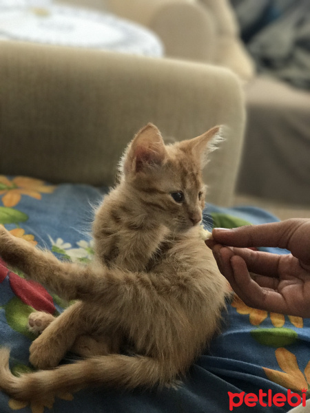 Tekir Kedi, Kedi  Eros fotoğrafı