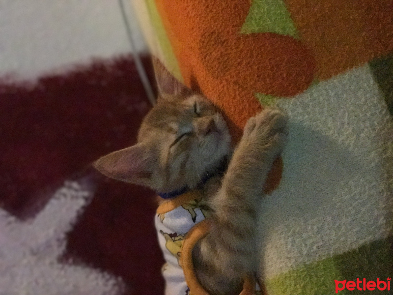 Tekir Kedi, Kedi  Eros fotoğrafı