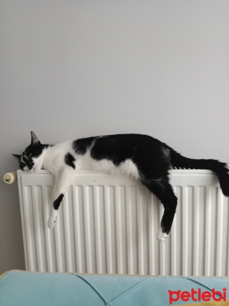 Tuxedo (Smokin) Kedi, Kedi  Mia fotoğrafı
