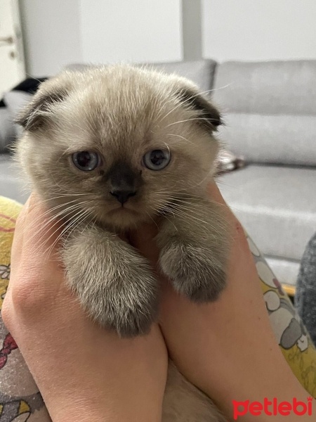 Scottish Fold, Kedi  Bonti fotoğrafı