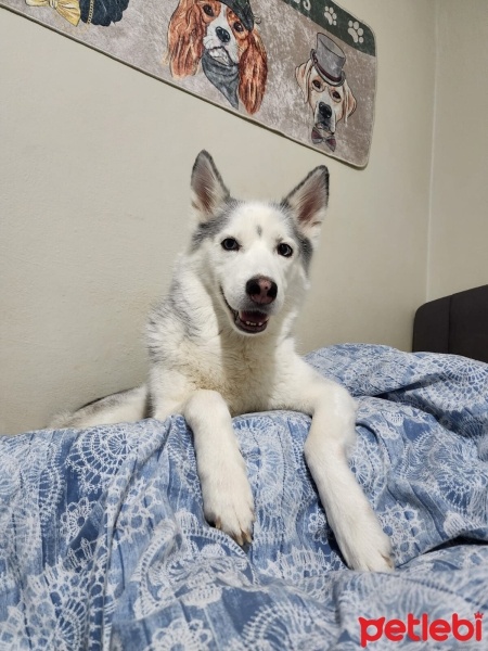 Sibirya Kurdu (Husky), Köpek  Alis fotoğrafı