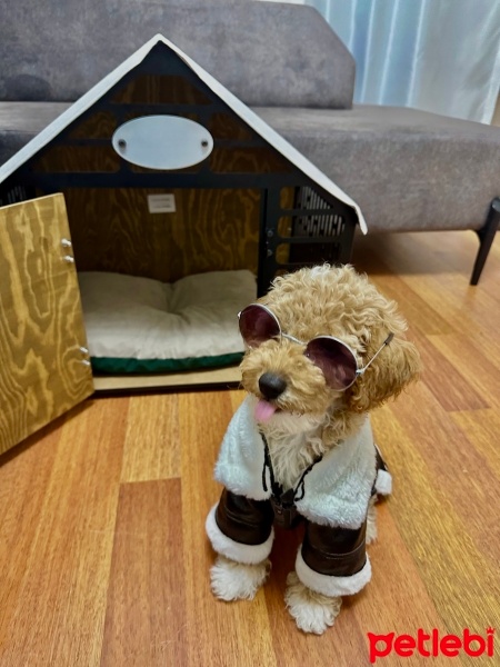 Poodle(Standart Kaniş), Köpek  Charlie fotoğrafı