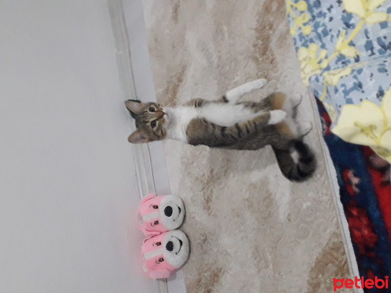 Tekir Kedi, Kedi  Aslan fotoğrafı