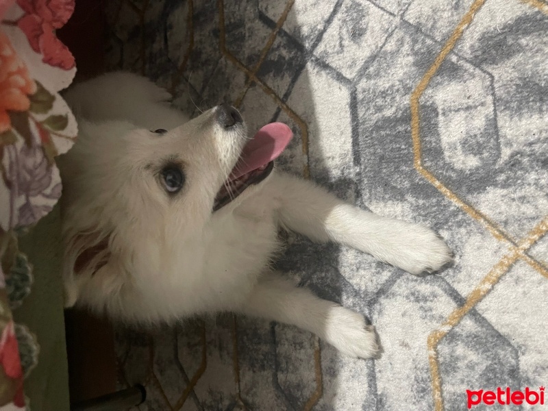 Pomeranyalı, Köpek  Prenses fotoğrafı