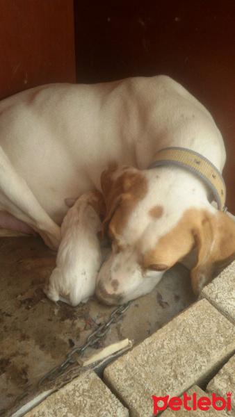 Pointer, Köpek  Eser fotoğrafı